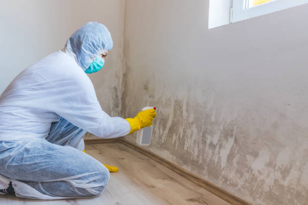 Licensed Basement Mold Remediation service in Cherry Hill, NJ - Mold Remediation HQ