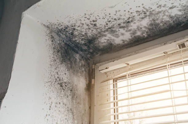 Affordable Basement Mold Remediation solutions in Cherry Hill, NJ